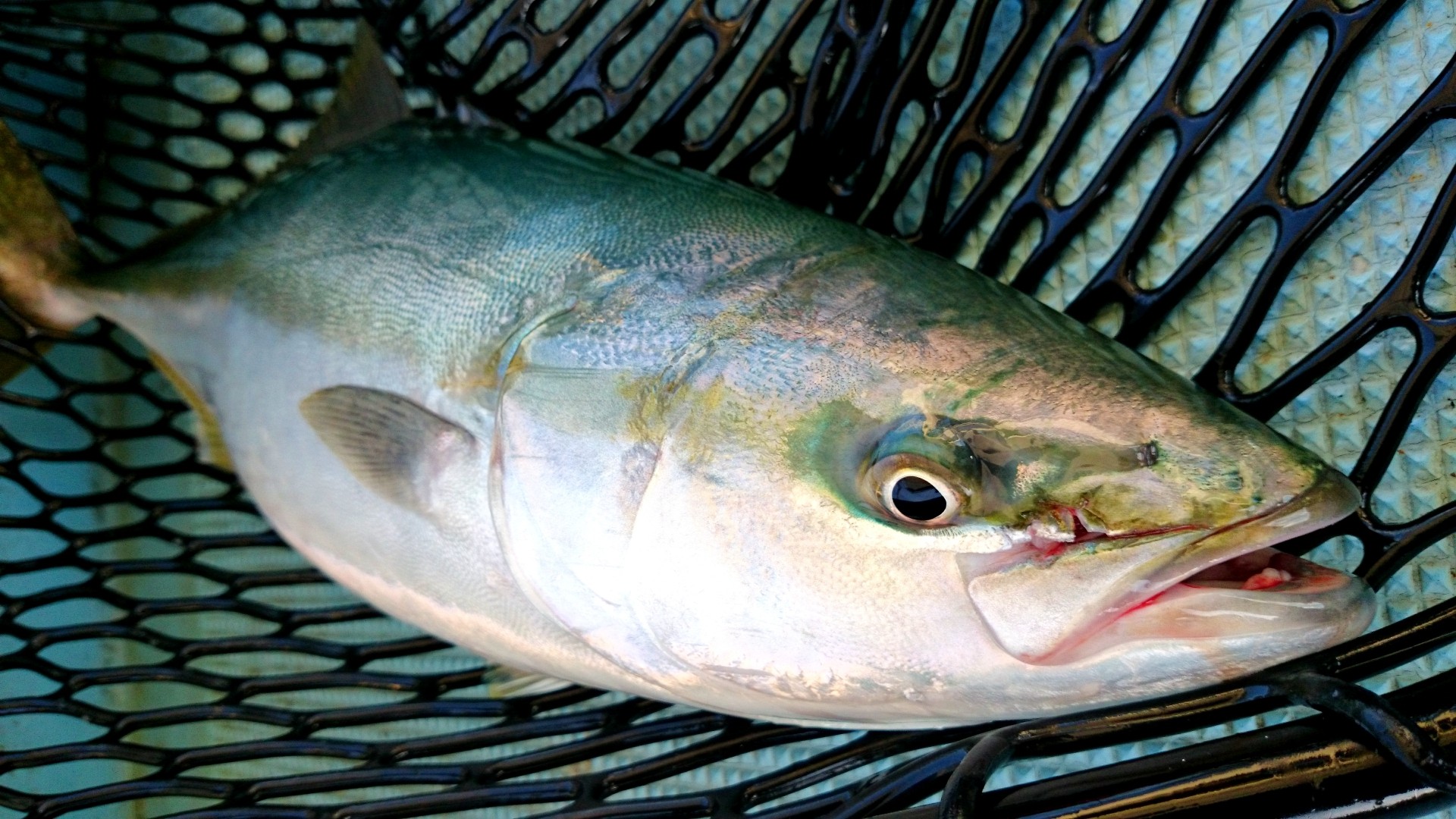 ジギングで釣り上げた天然ブリ
