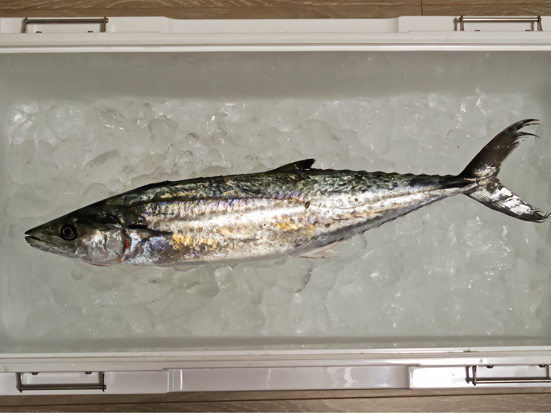 氷たっぷりのクーラーに入ったサワラ
