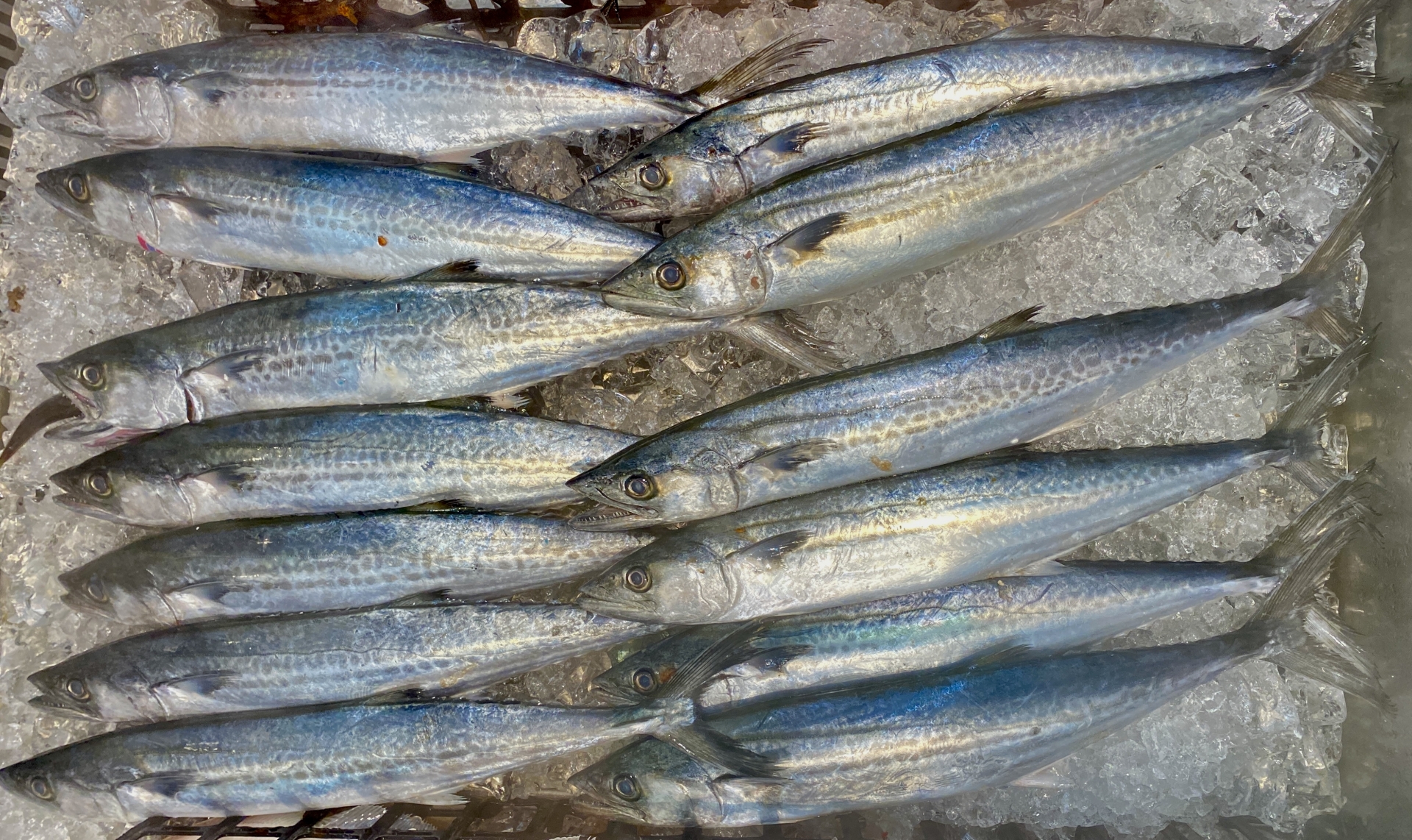 釣ったサワラ、サゴシ