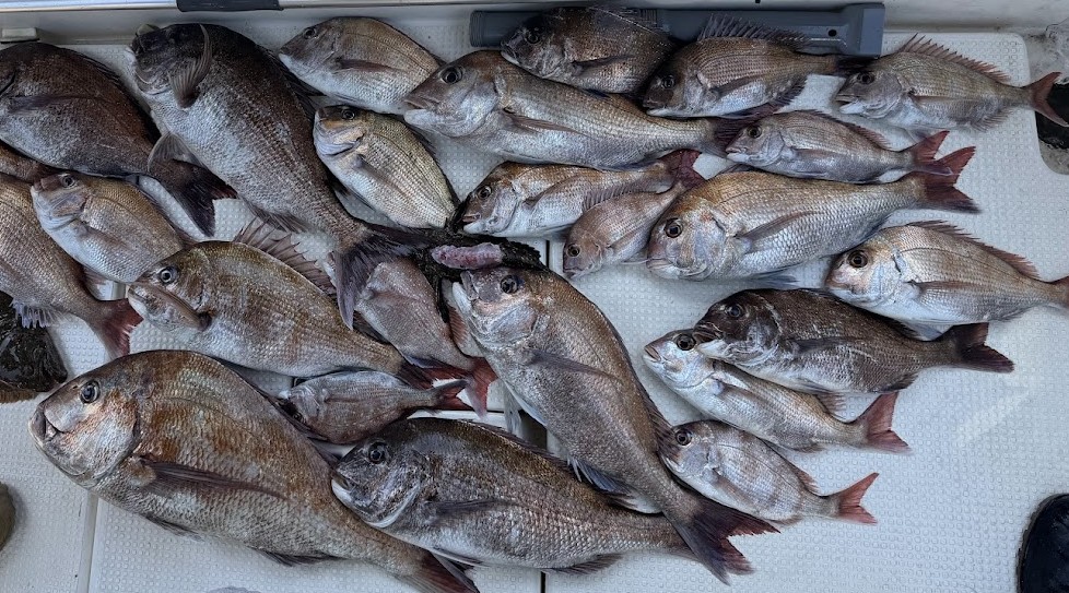 釣った鯛の写真