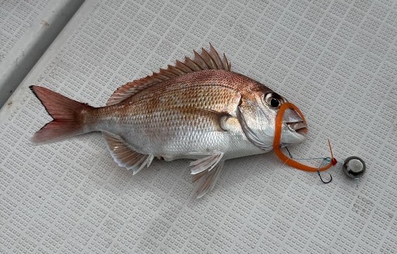 タイラバで釣った鯛の写真