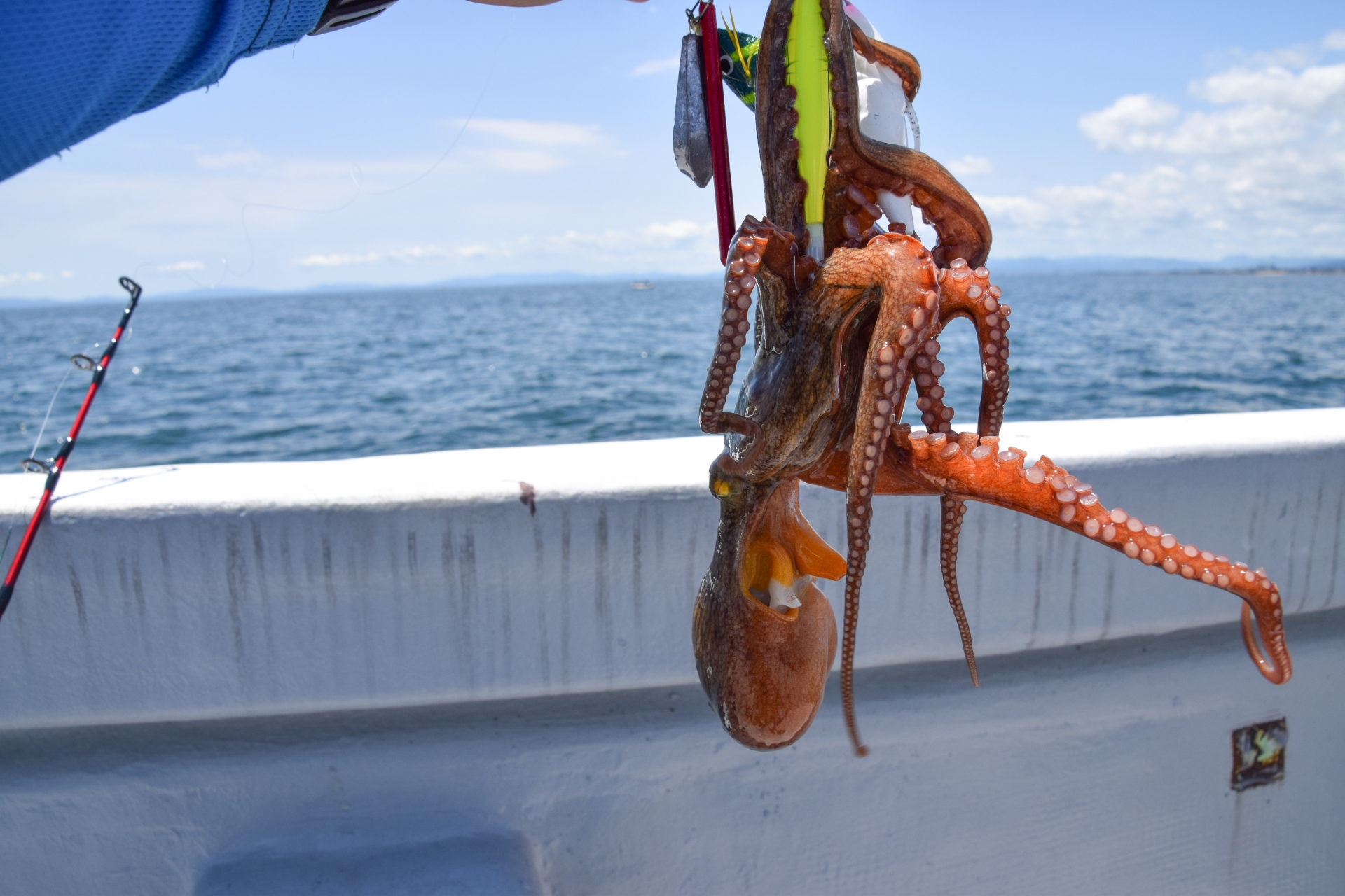 タコエギで釣れたタコ