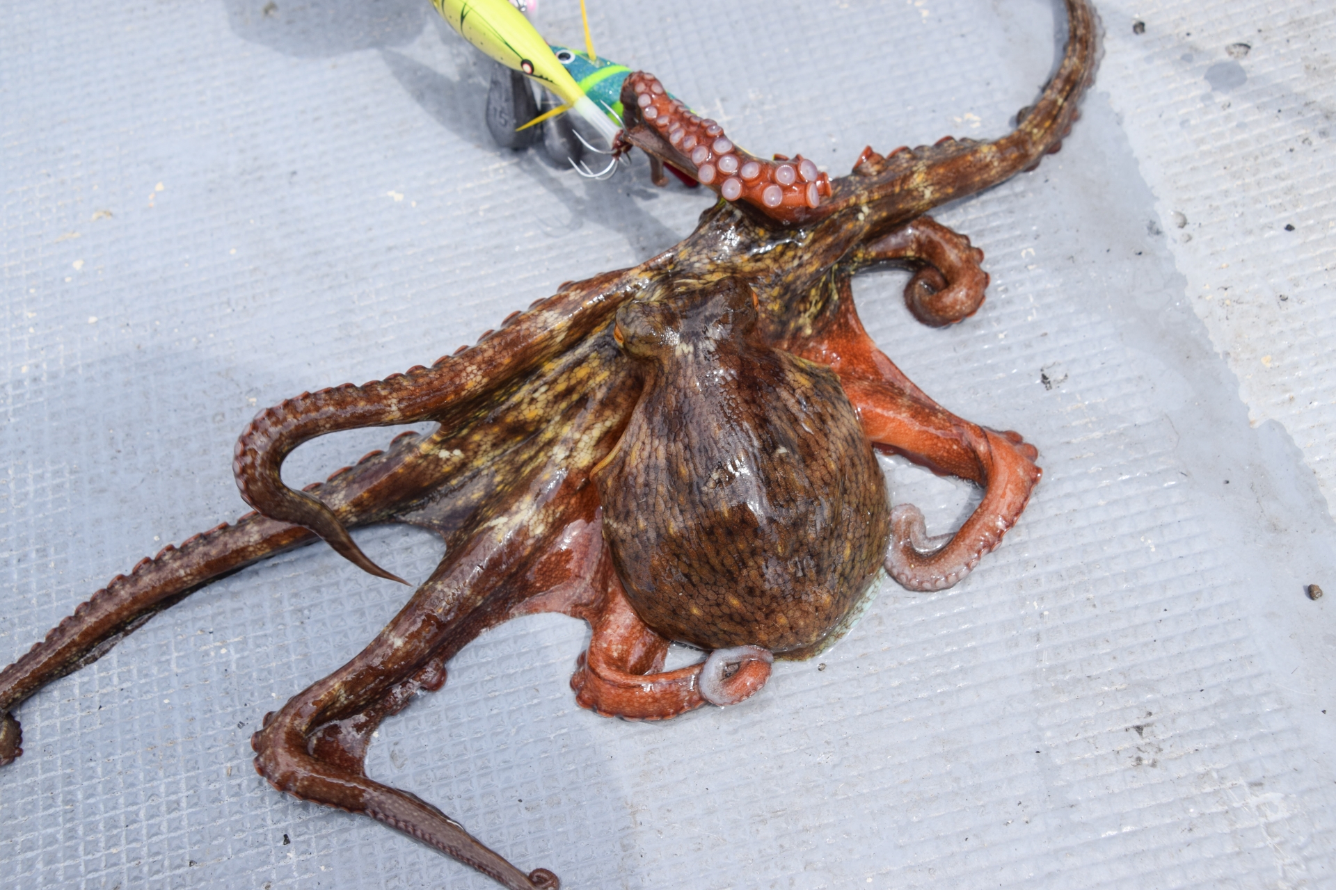 タコエギで釣れたマダコ