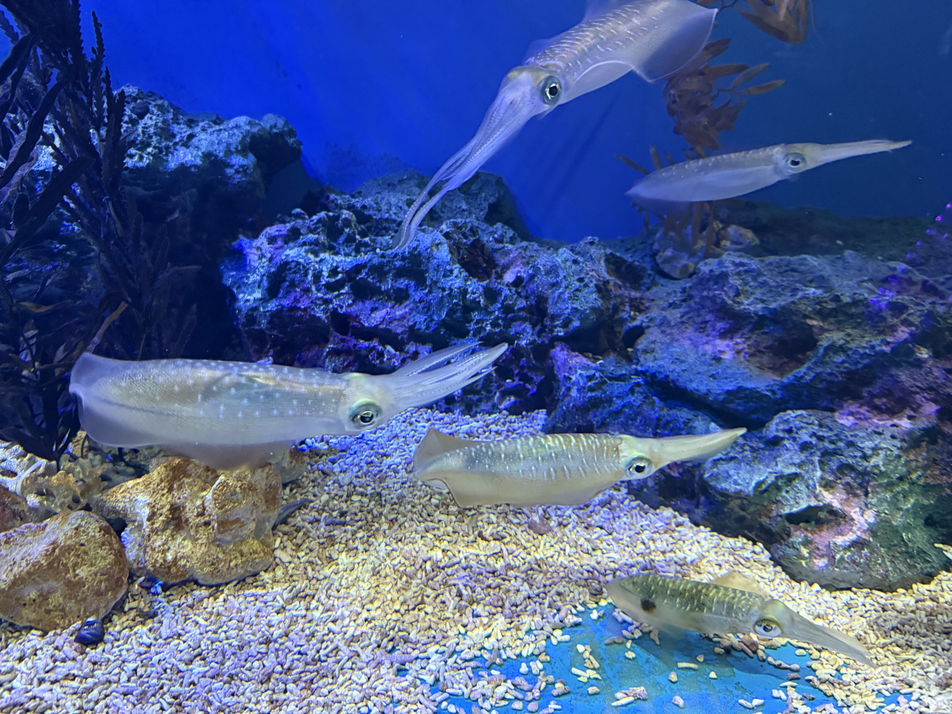 群れるアオリイカ