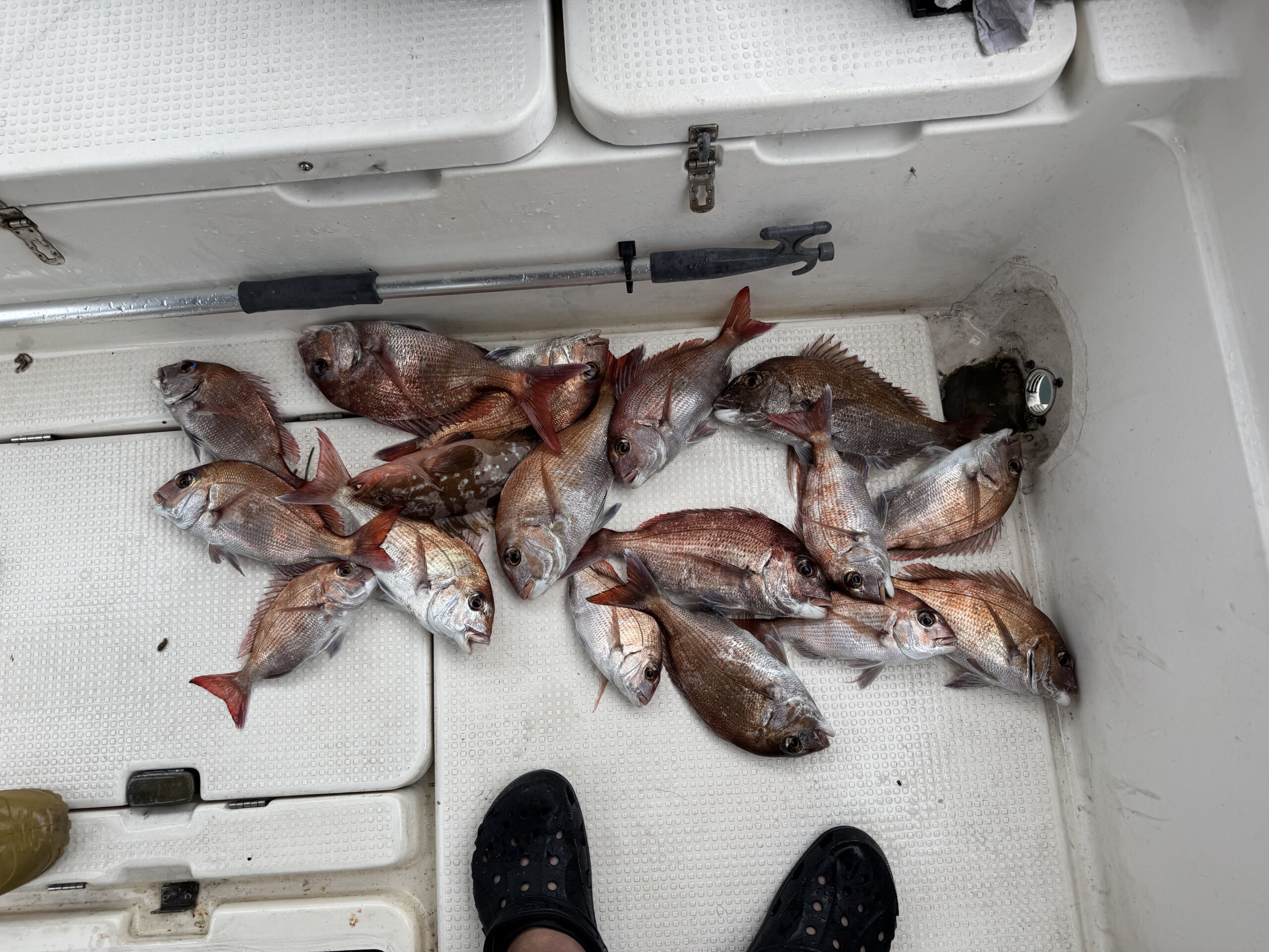 しまなみ海道での春の乗っ込みタイラバ釣行の釣果｜マダイ15枚以上の数釣り