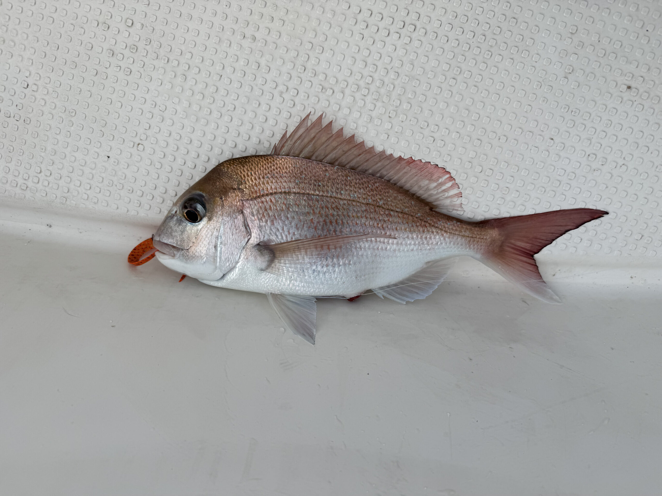 しまなみ海道で釣り上げた春の乗っ込みマダイ｜30cmサイズ・オレンジカーリータイラバで仕留めた1枚